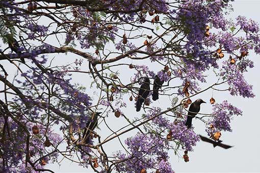 N&eacute;pal : floraison de jacarandas &agrave; Katmandou