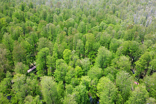 Paysage d'un parc forestier aquatique dans l'est de la Chine