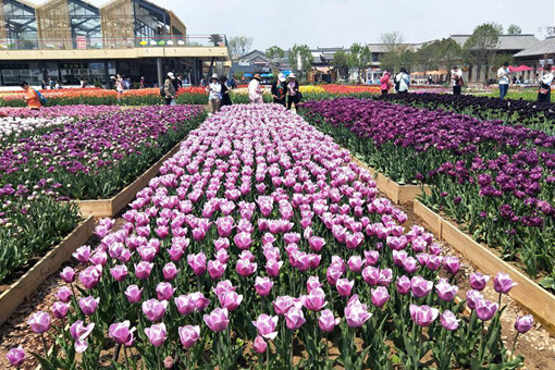 Photo: fleurs &eacute;panouies lors de l'Exposition horticole internationale 2019 de Beijing