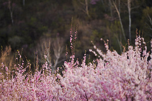 Fleurs &eacute;panouies dans le nord de la Chine