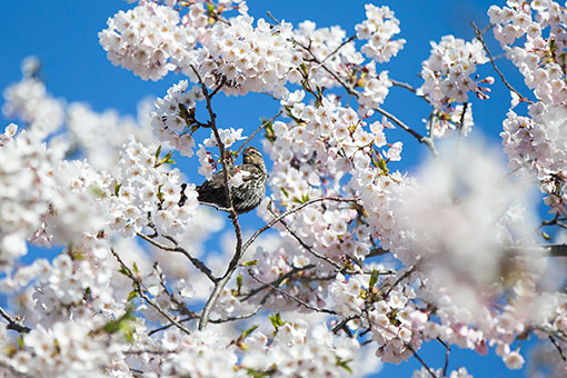 Cerisiers en fleurs &agrave; Toronto