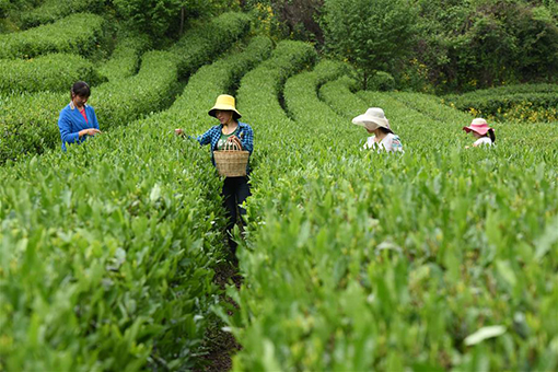 La cueillette du thé dans le nord-ouest de la Chine