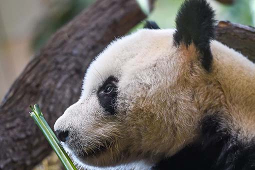 Le panda g&eacute;ant Yuan Yuan en Autriche