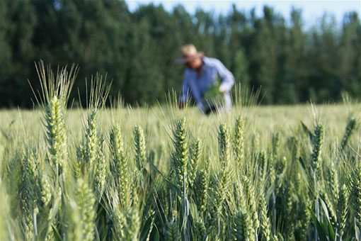 Chine: travaux agricoles en &eacute;t&eacute;