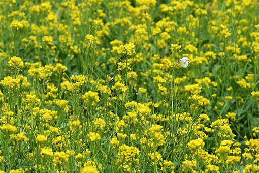 Fleurs de colza dans le nord de la Chine