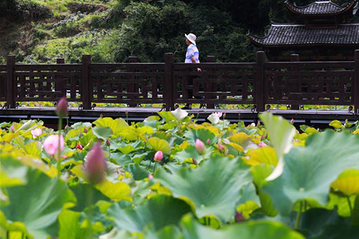 Fleurs de lotus dans le sud-ouest de la Chine