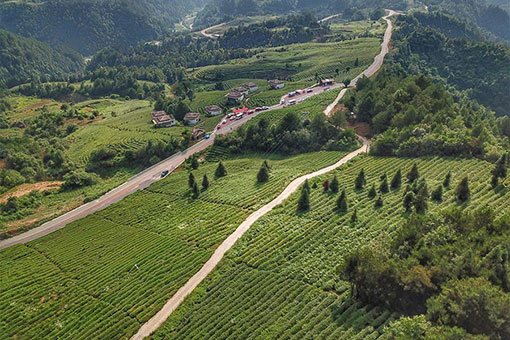 Paysage d'une plantation de th&eacute; dans le sud-ouest de la Chine