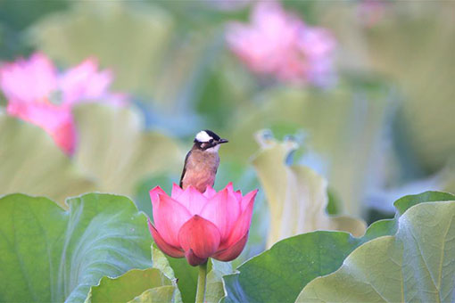 Chine: fleurs de lotus dans le centre