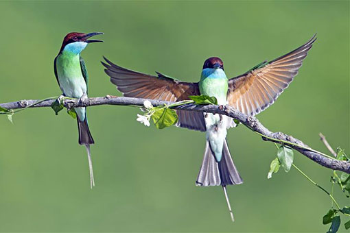 Chine: guêpiers à gorge bleue au Fujian