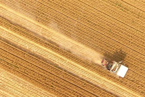 R&eacute;colte du bl&eacute; en Chine