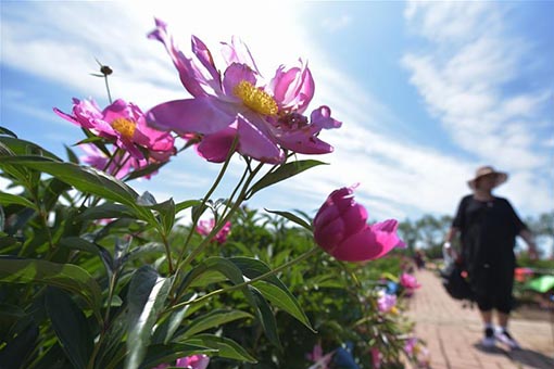 Des pivoines herbac&eacute;es &eacute;panouies dans le nord-est de la Chine