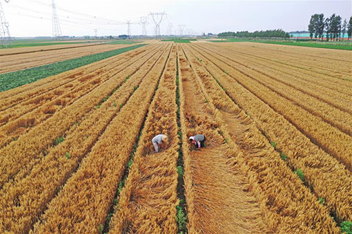 Travaux agricoles &agrave; travers la Chine