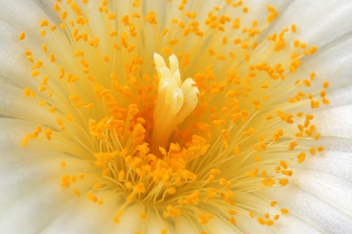 Belles fleurs dans l'est de la Chine