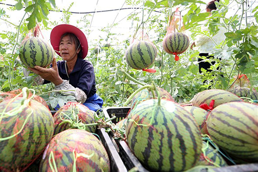 R&eacute;coltes estivales dans le sud-ouest de la Chine