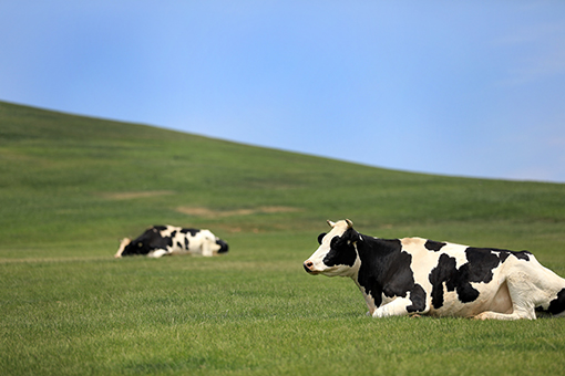 Paysage d'un p&acirc;turage dans le nord-est de la Chine