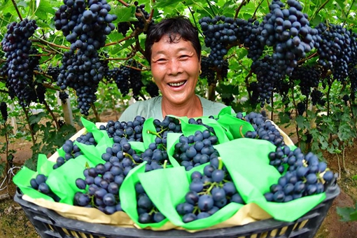 R&eacute;colte des raisins dans le nord de la Chine