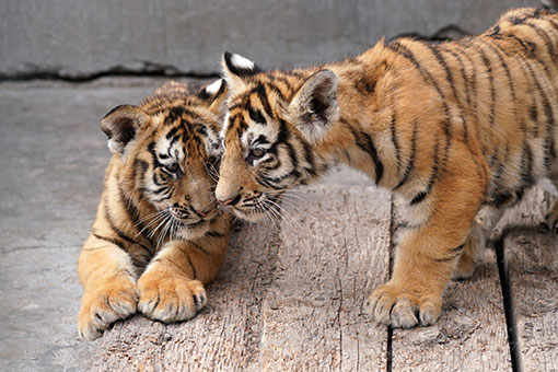 Tigres de Sibérie dans le nord-est de la Chine