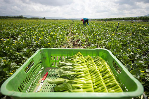 Récolte des légumes dans le nord-ouest de la Chine