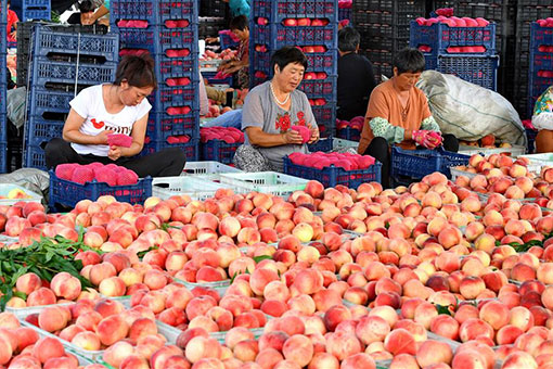 Chine: récoltes de pêches du Hebei