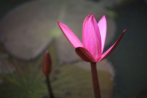 Myanmar: fleurs de lotus à Yangon