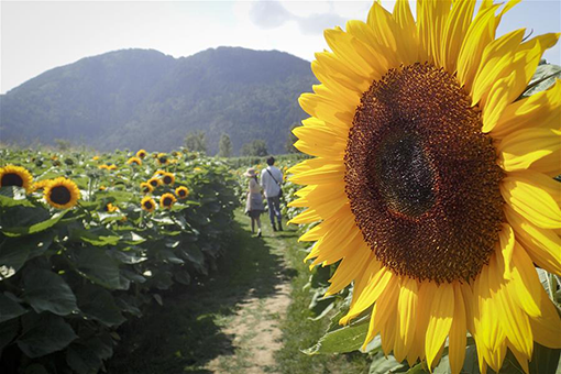 Canada: tournesols à Chilliwac