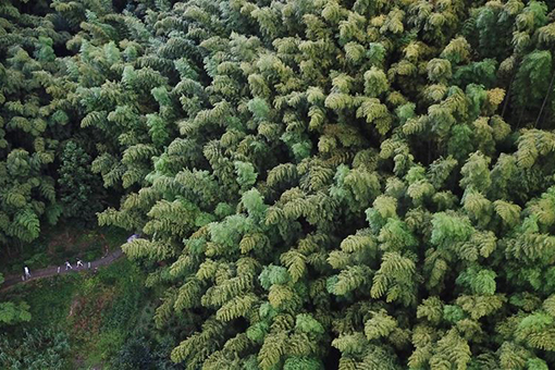 Chine: paysage d'une forêt de bambou dans l'est