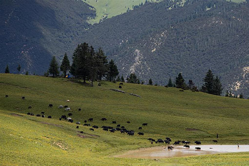 Paysages estivaux dans le sud-ouest de la Chine