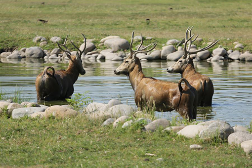 Cerfs de Milu dans le Parc Nanhaizi du Milu à Beijing