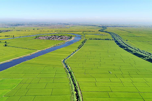 Paysage de rizières dans le nord de la Chine