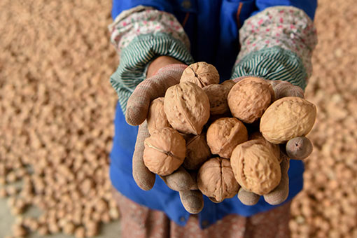 Chine : récolte des noix au Xinjiang