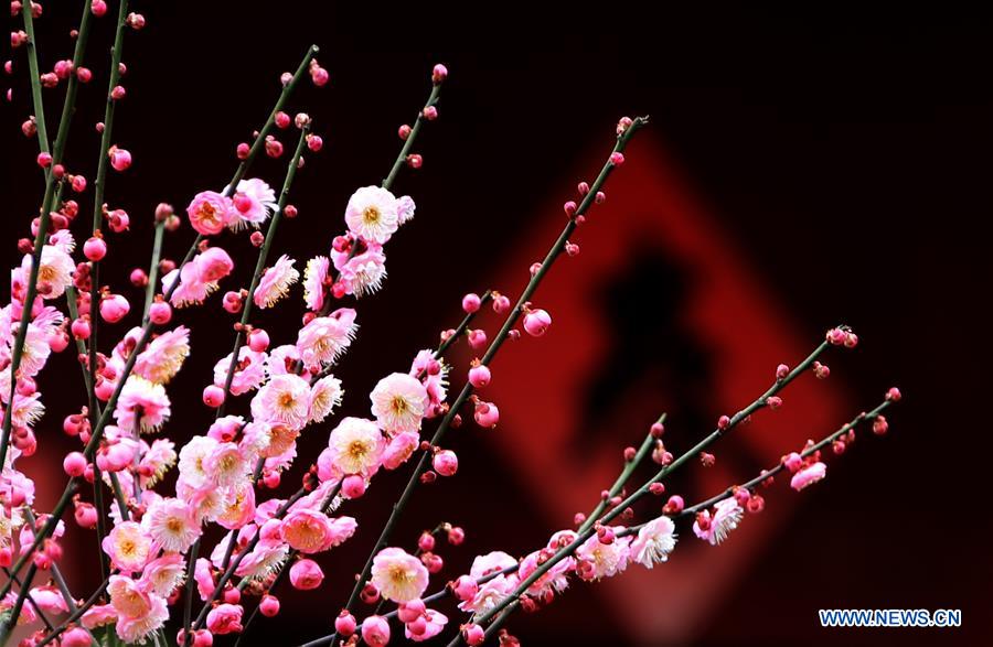 Arbres et plantes en fleurs en Chine