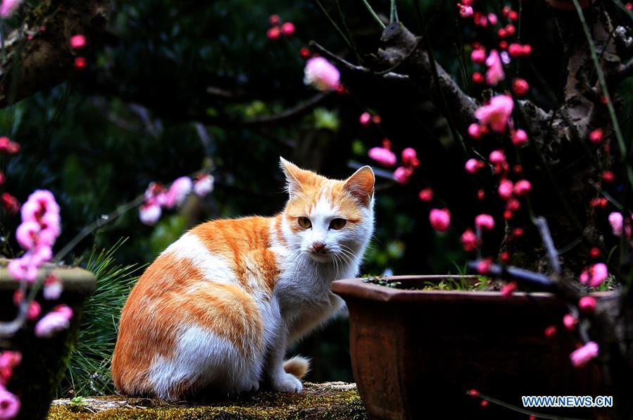 Arbres et plantes en fleurs en Chine