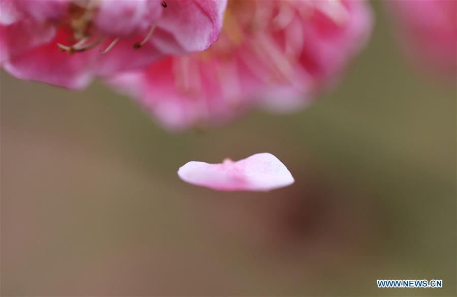 Arbres et plantes en fleurs en Chine