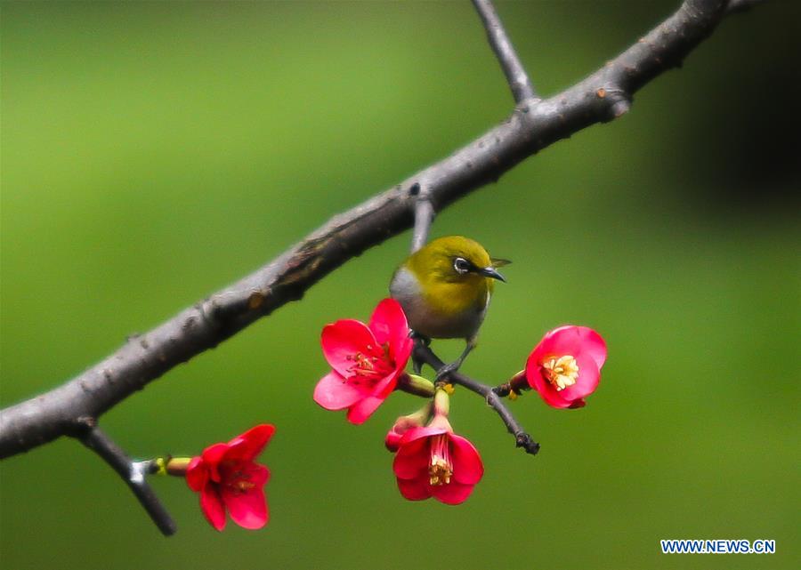 Arbres et plantes en fleurs en Chine