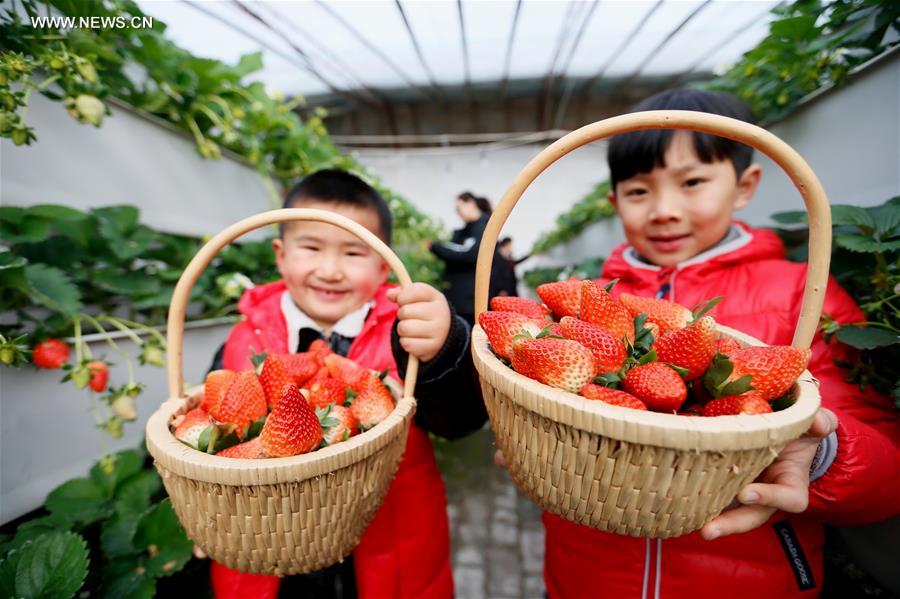 Chine : culture de fraises sous serre à Qingdao