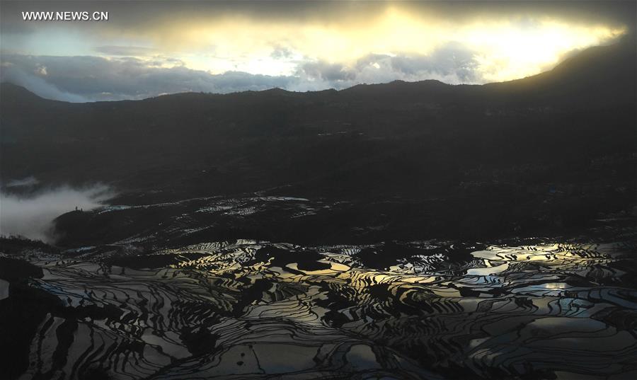 Chine : rizi&egrave;res en terrasse dans le Yunnan