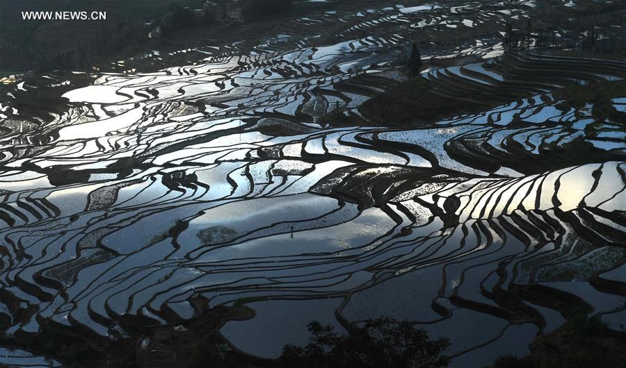 Chine : rizi&egrave;res en terrasse dans le Yunnan