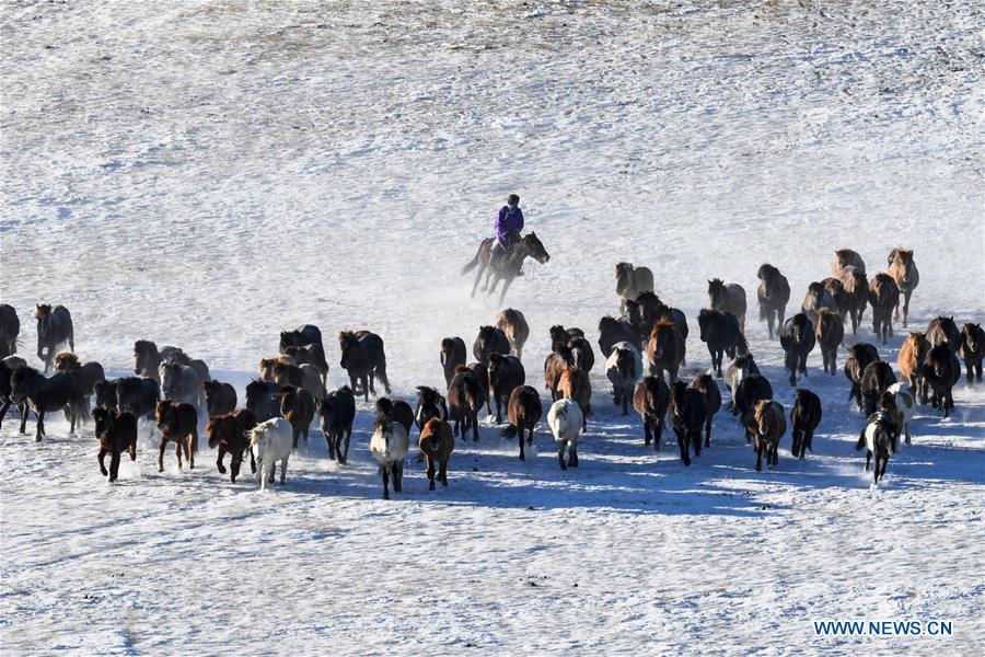 Des gardiens de troupeaux dressent des chevaux dans le nord de la Chine