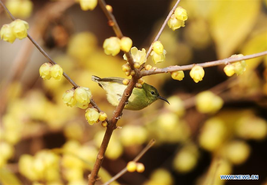 Chine: floraisons hivernales