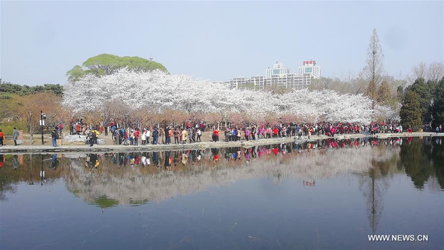 Cerisiers en fleurs &agrave; Beijing 