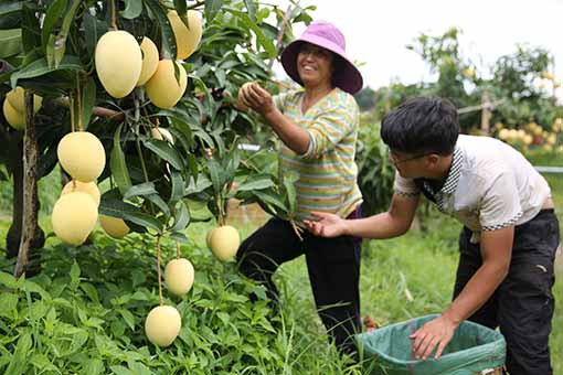 R&eacute;colte de mangues dans le sud-ouest de la Chine