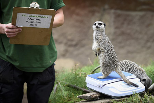 Pesée annuelle pour les animaux du zoo de Londres