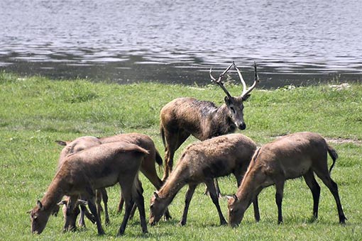 Cerfs de Milu dans le Parc Nanhaizi du Milu à Beijing