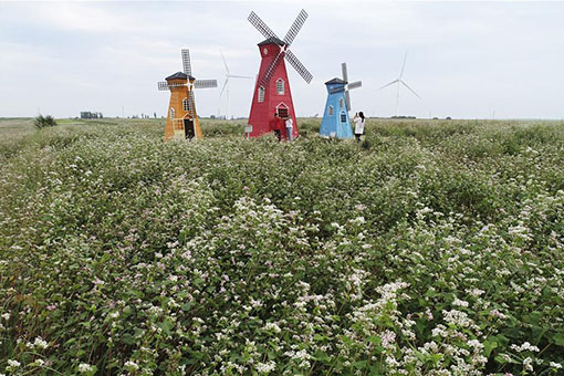 Des fleurs de sarrasin dans le nord-ouest de la Chine