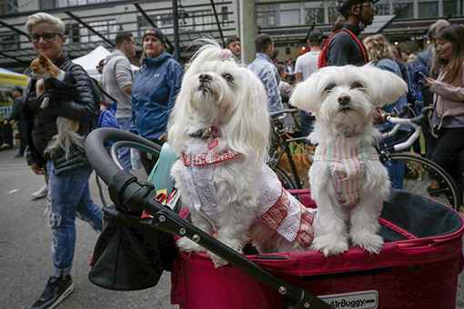 Canada : événement sur le thème des animaux de compagnie à Vancouver