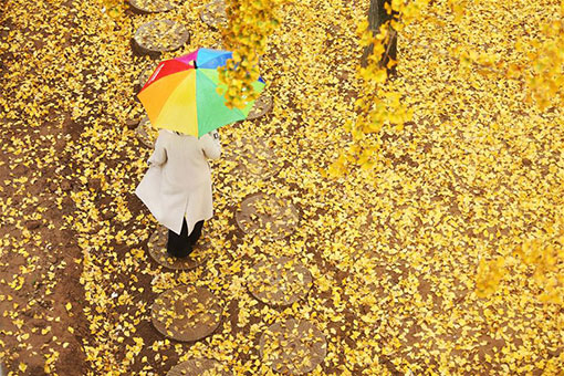Chine: paysage de ginkgos dans la province du Shandong