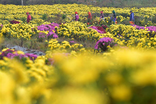 Chine: récolte des chrysanthèmes dans l'est