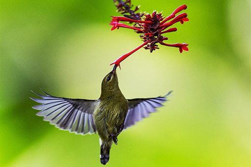 Oiseaux et fleurs dans le sud-est de la Chine