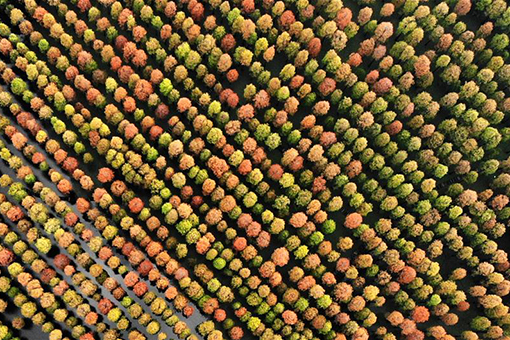 La for&ecirc;t de s&eacute;quoias au Jiangsu en Chine