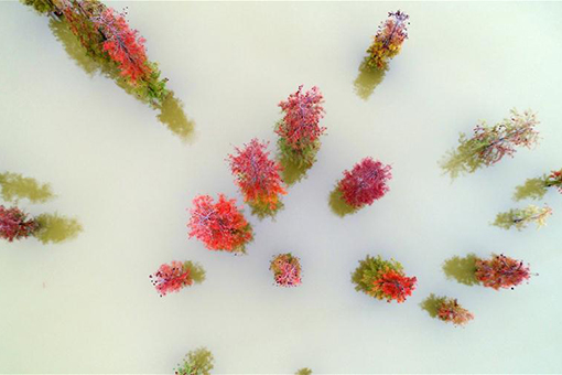 Des sapins d'eau dans l'est de la Chine